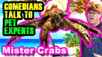 Comedians Talk to Pet Expert Mister Crabs